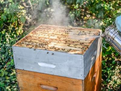 [MICPHI03] Miel de région | 500 gr Philippe Michel (Miel Crémeux (AIN))